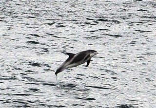 Dolphins2 - 09.07.2013